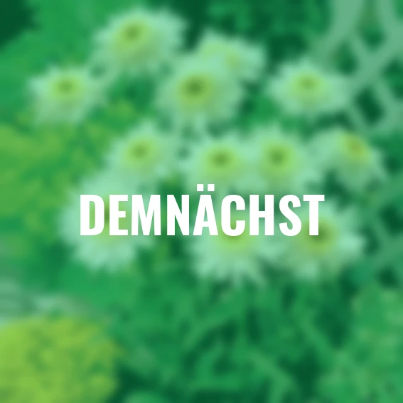 Margerite Wirral Supreme