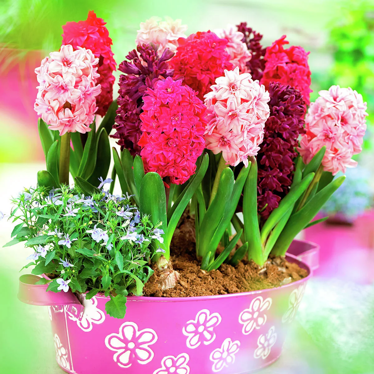 Gartenhyazinthen Pink Dream-Mischung, gefüllt