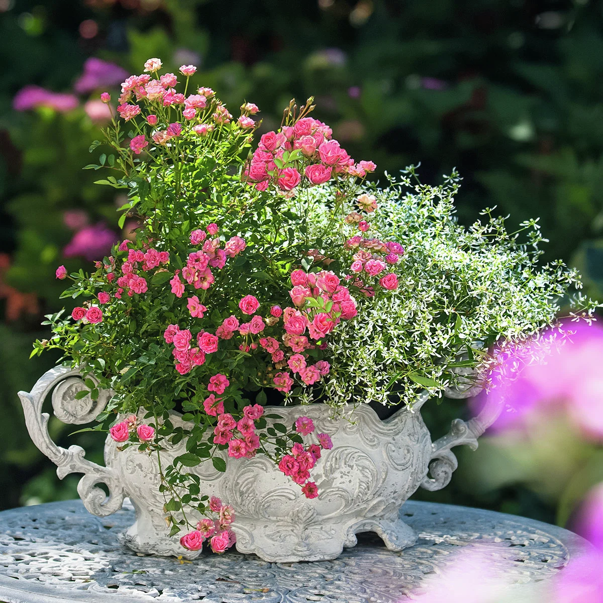 Set Mini-Rose Lilly Rose mit Zauberschnee