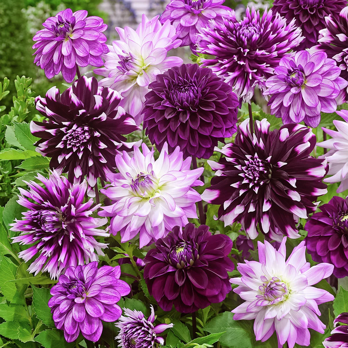 Midnight Party Dahlien-Mischung