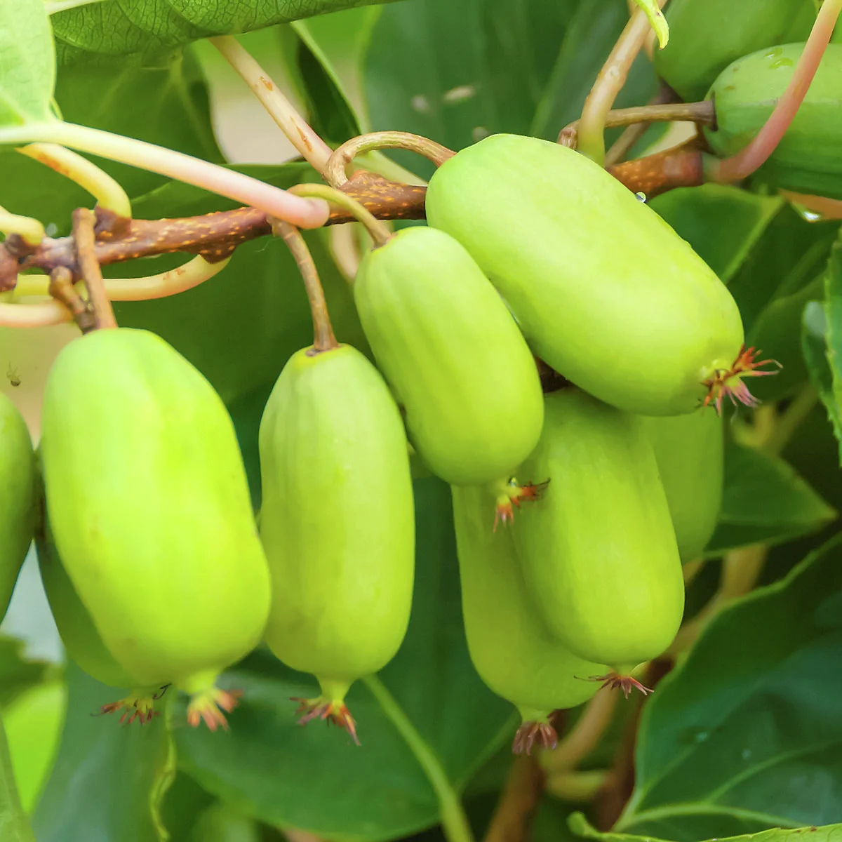 Kiwi Berry(R) Super Jumbo(R)