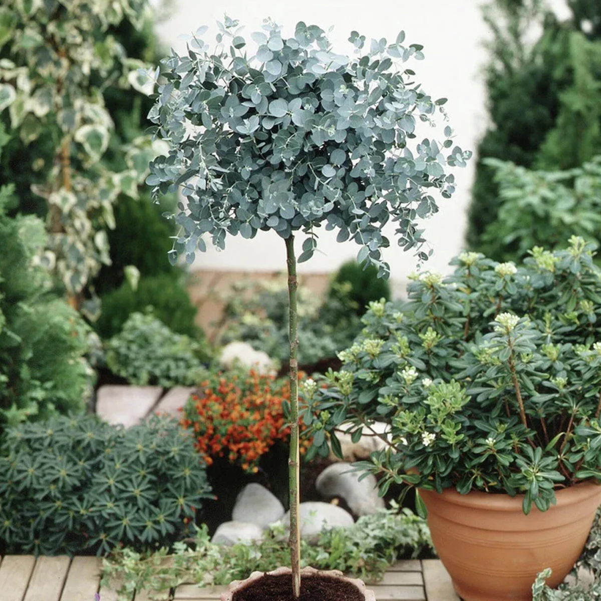 Eukalyptus-Stämmchen, Höhe ca. 70 cm