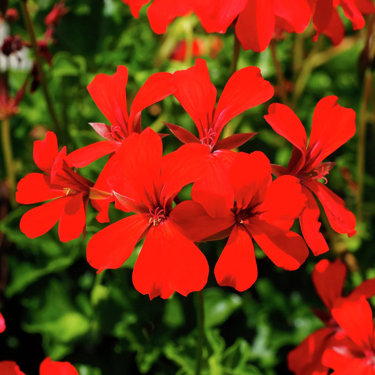 Hänge-Geranie Ville de Paris, rot