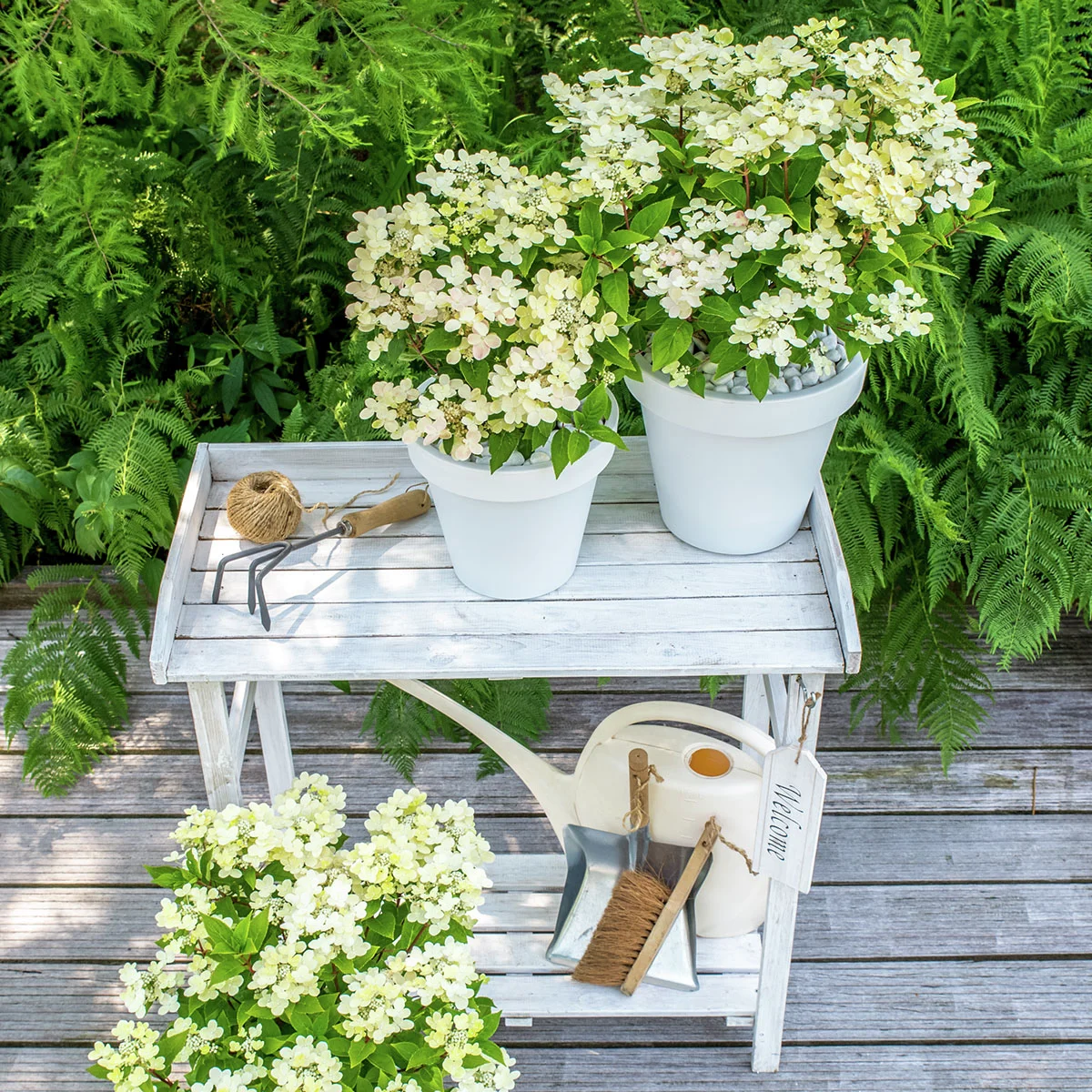 Rispen-Hortensie Switch® Ophelia, im ca. 15 cm-Topf