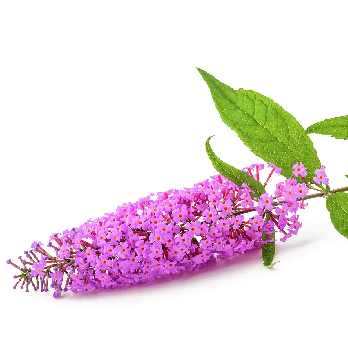 Sommerflieder Emmely, rosa-weiß