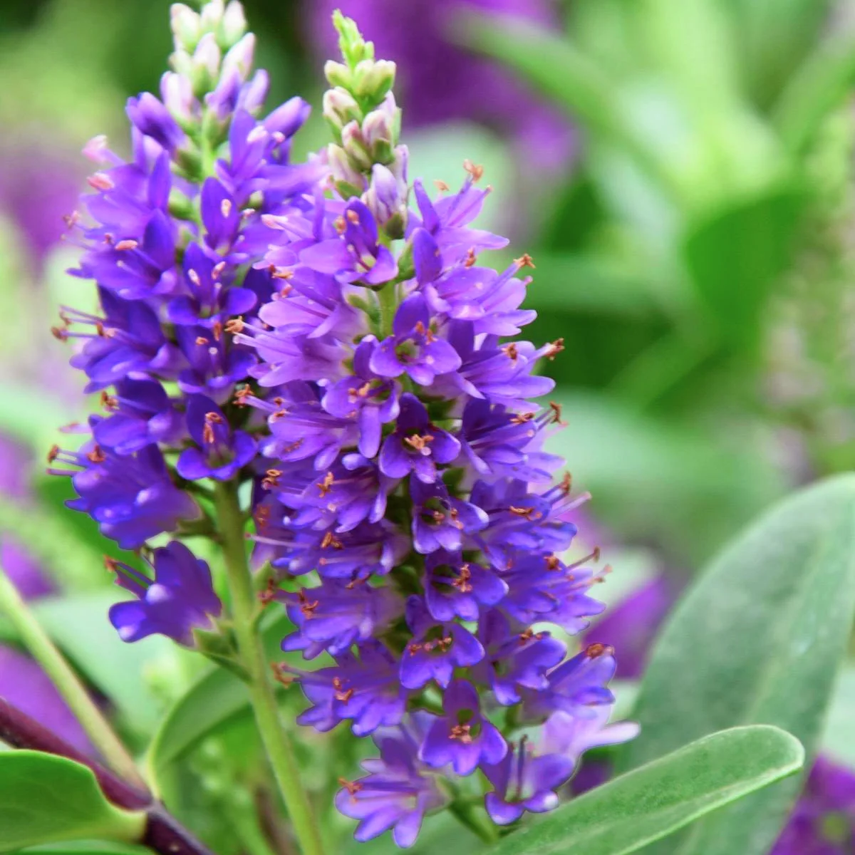 Blaue Strauchveronika
