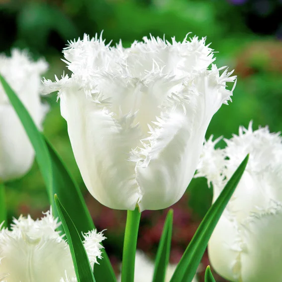 Tulpe Honeymoon
