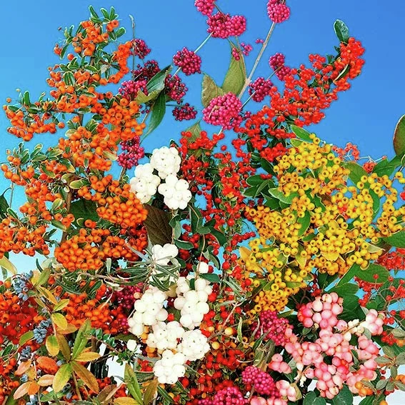 Ziergehölz-Set Beerenpracht