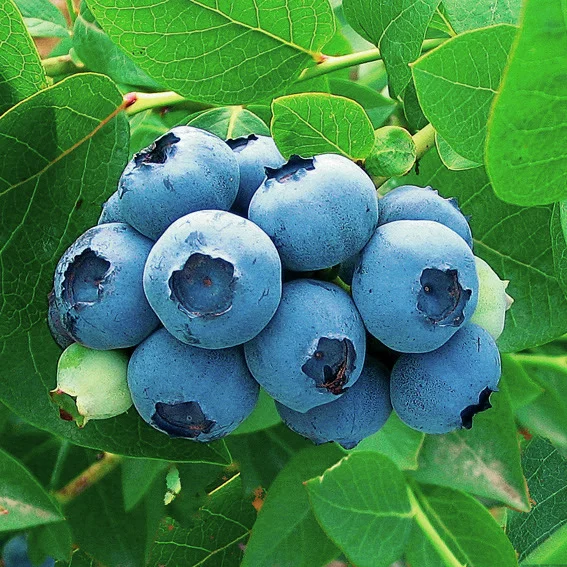 Kultur-Heidelbeere Elisabeth