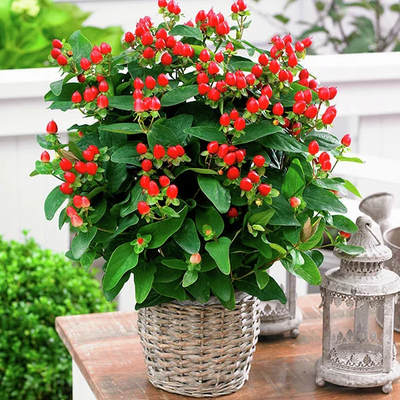 Johanniskraut Magical Red