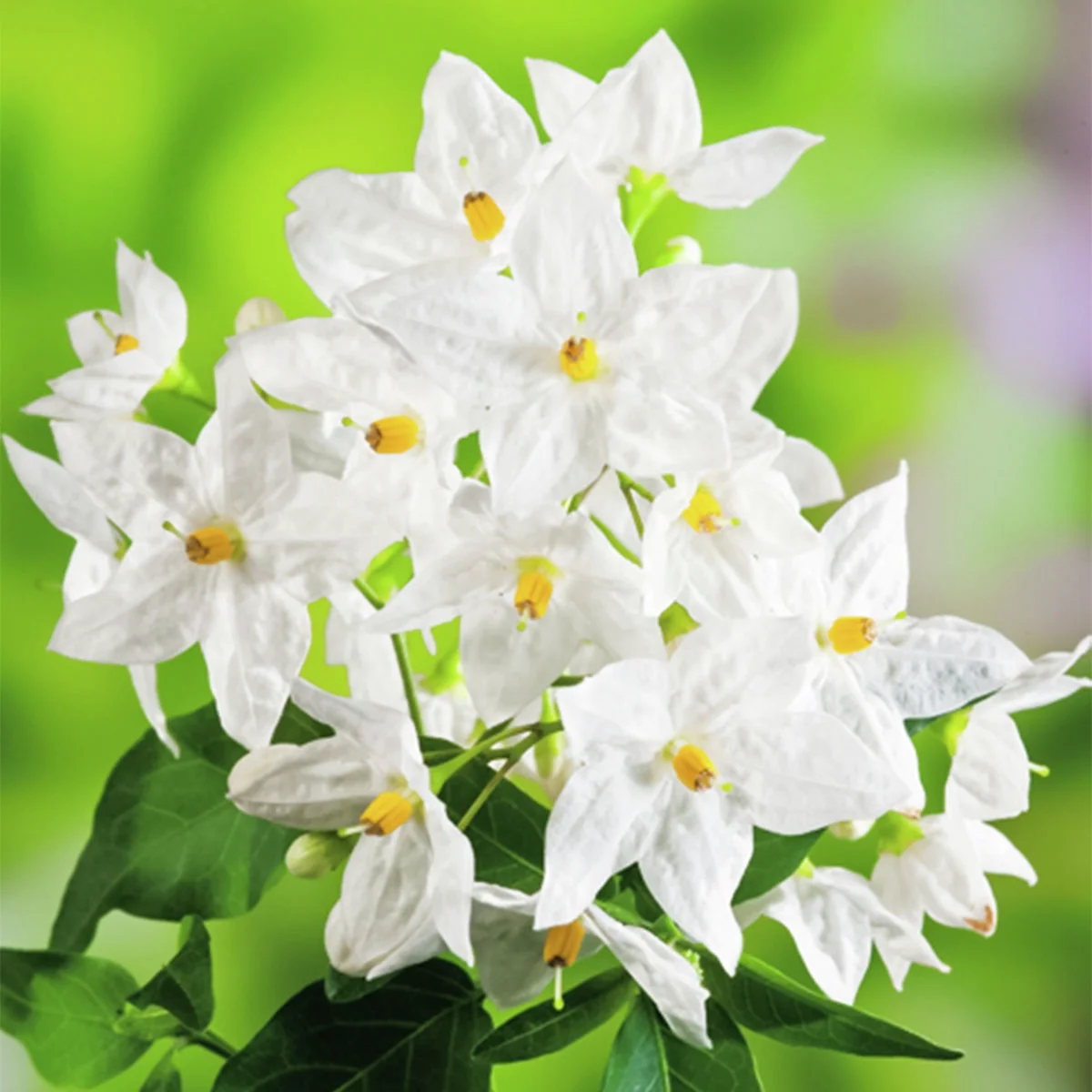 Sommer-Jasmin, weiß