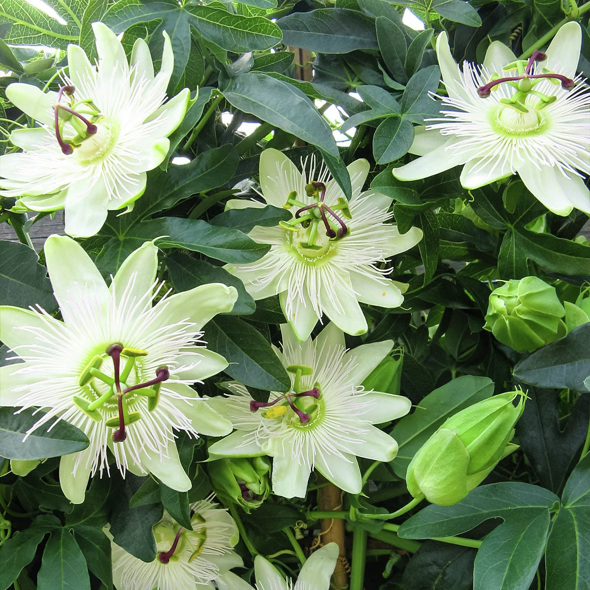 Stauden-Passionsblume, weiß