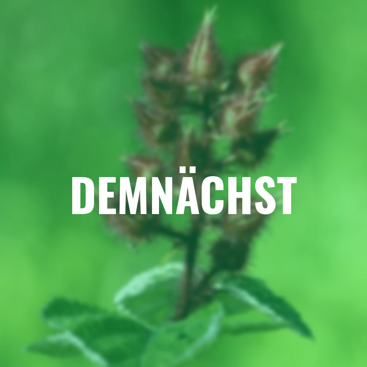 Japanische Weinbeere, Höhe ca. 40-50 cm