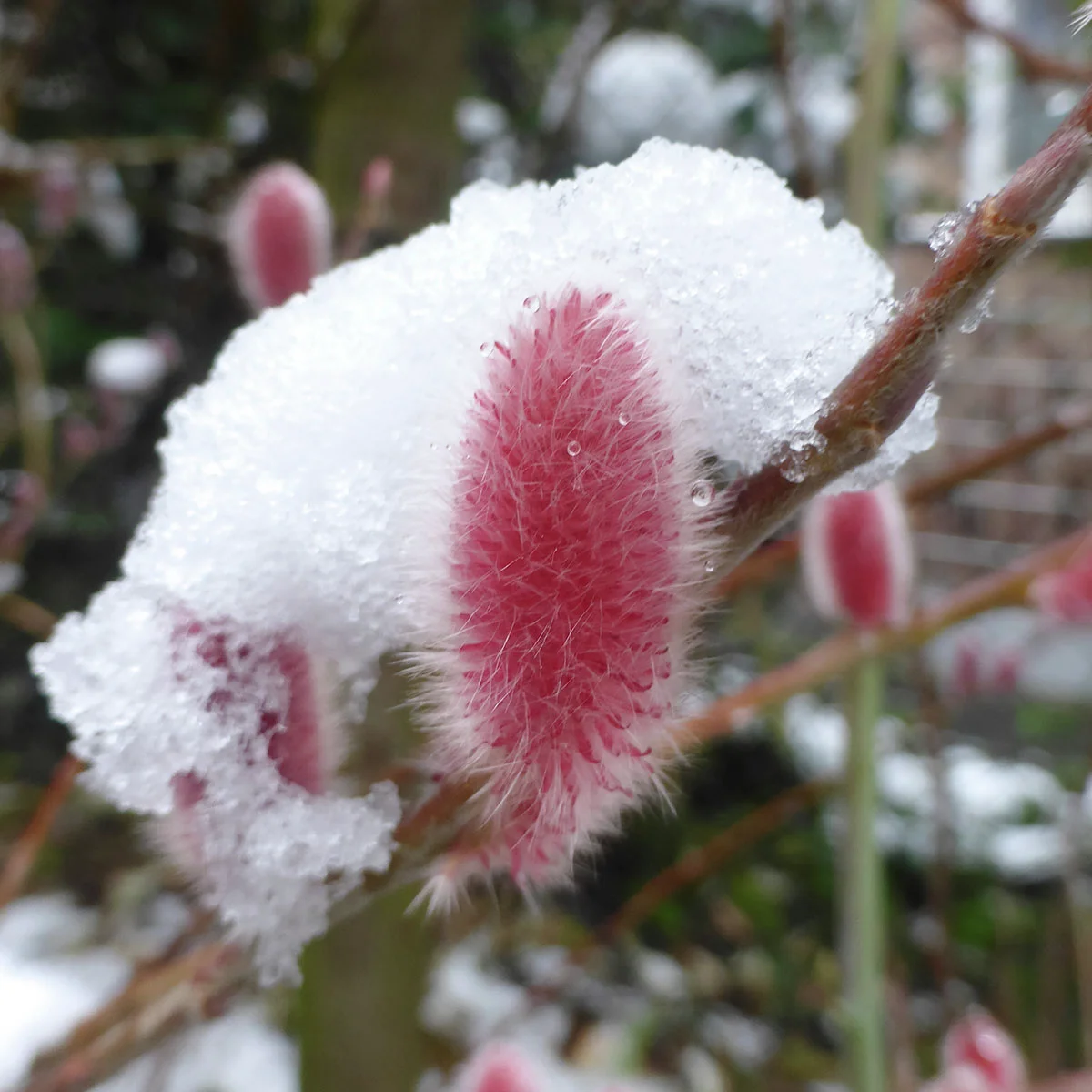 Kätzchenweide Mount Aso, Busch