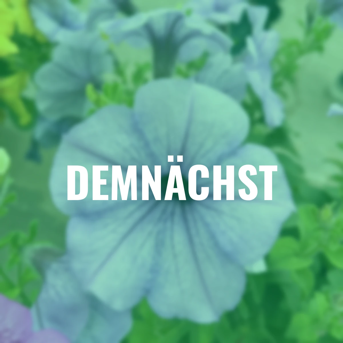 Sommerblumen-Set Riesenhänge-Petunien, bunt 12 St.