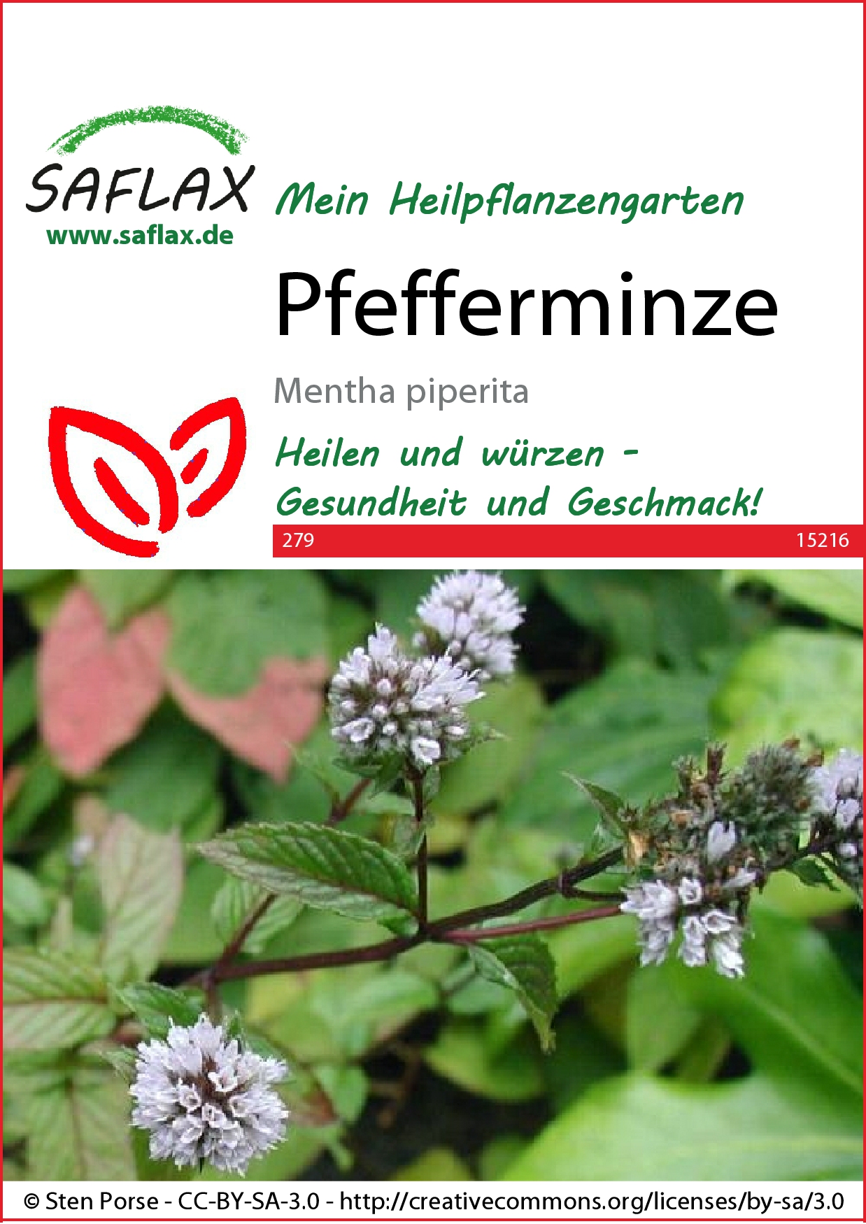 Pfefferminzsamen