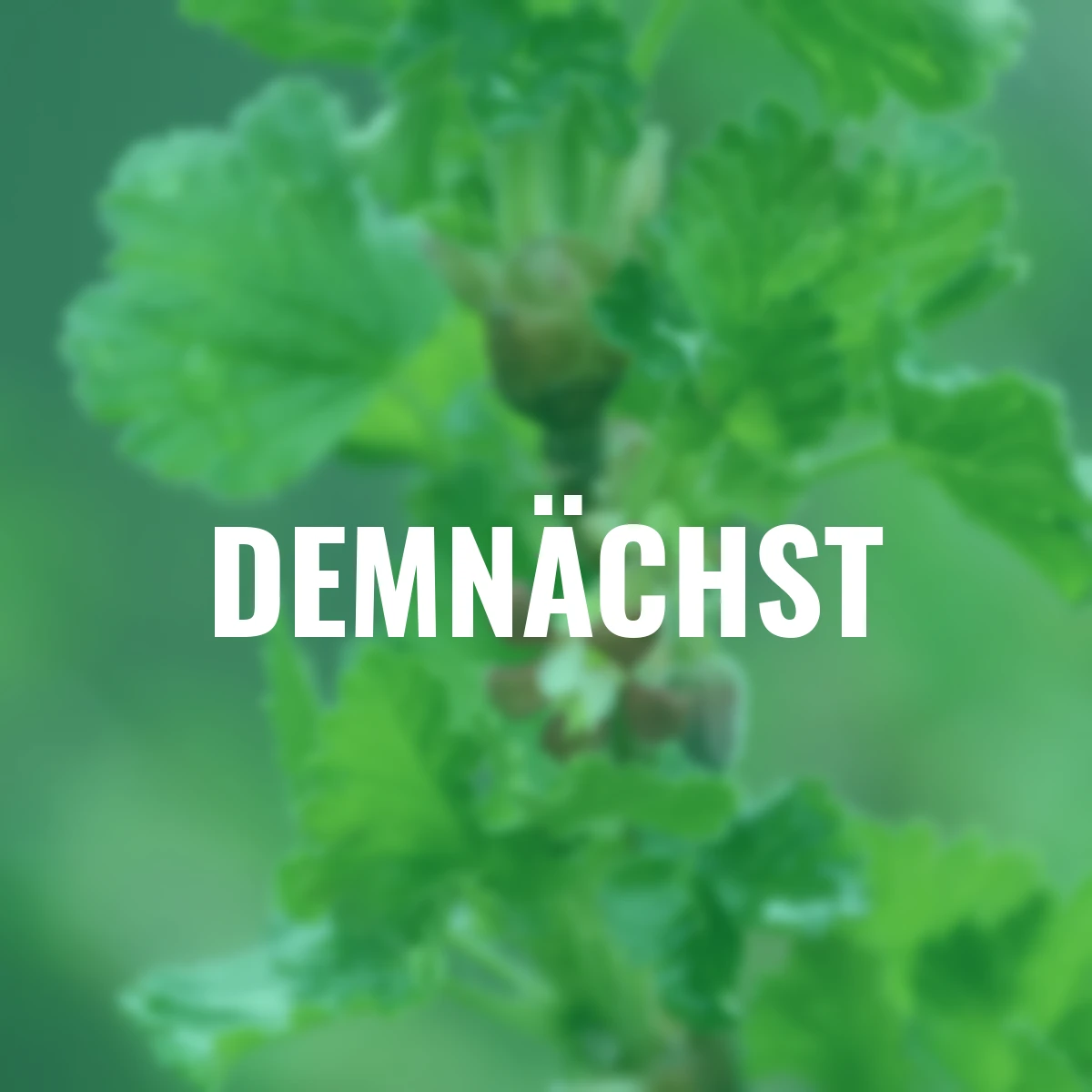 Stachelbeere Captivator