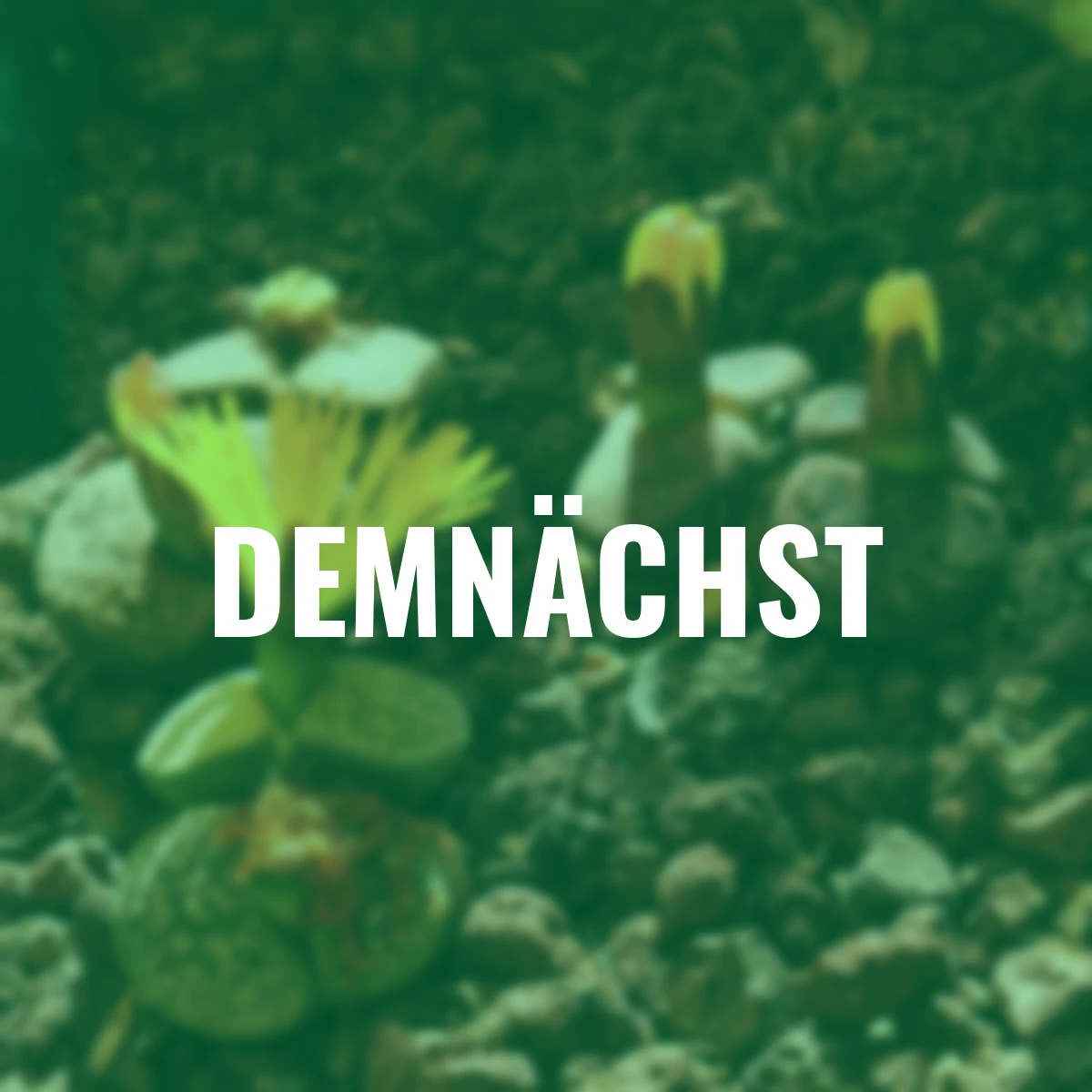 Blühende Steinesamen - Conophytum Mix