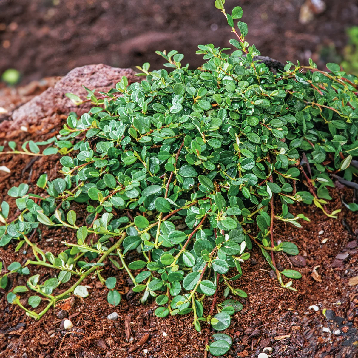 Zwergmispel Frieders Evergreen