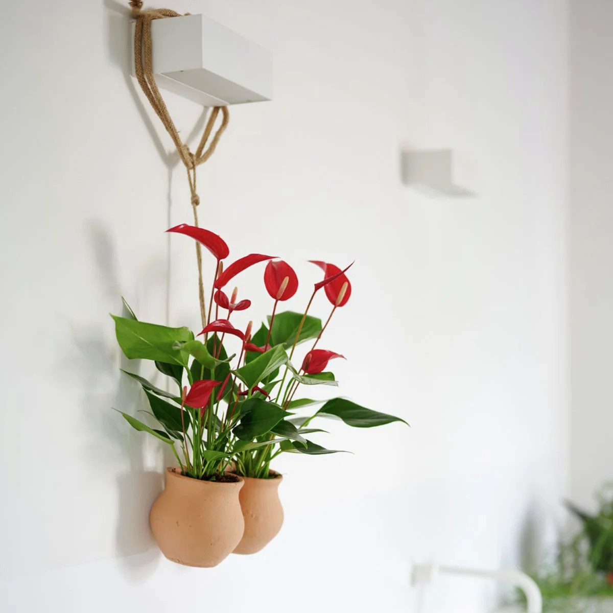 Flamingoblume Banderola Roja, Höhe ca. 30 cm