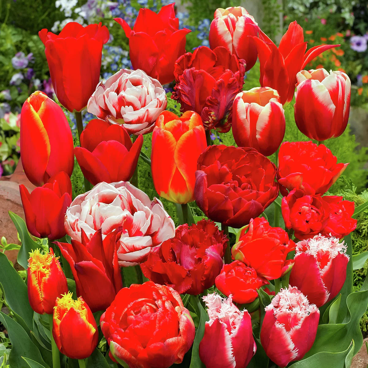 Mischung Roter Tulpenzauber