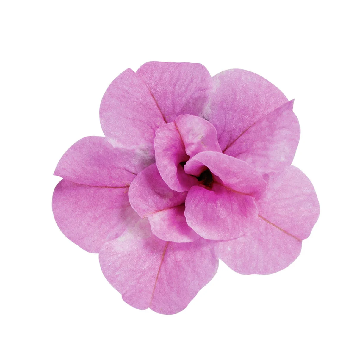 Rosen-Zauberglöckchen, rosa