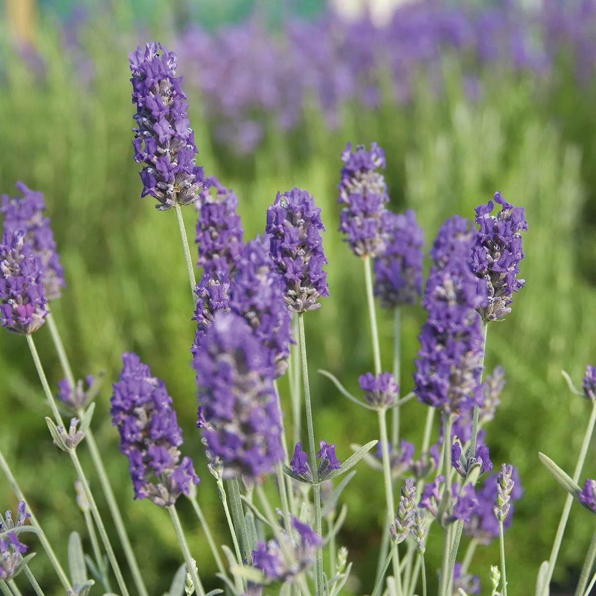 Englischer Lavendel Richard Gray
