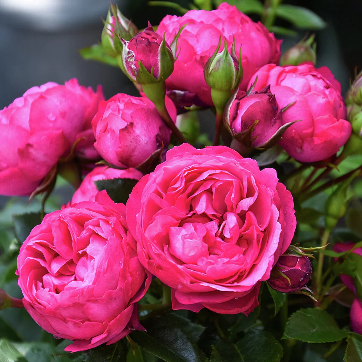 Beetrose King George I.