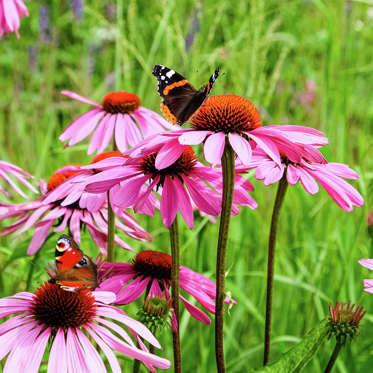 Prächtiger Sonnenhut