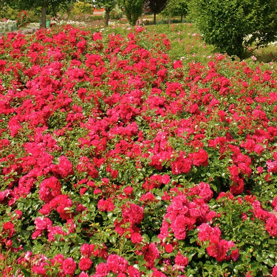 Bodendeckerrose Gärtnerfreude®, im ca. 23 cm-Topf