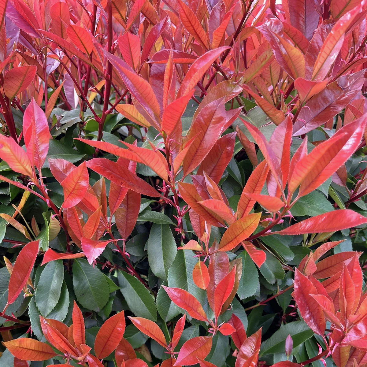 Rote Glanzmispel, im ca. 17 cm-Topf, Höhe ca. 30-40 cm