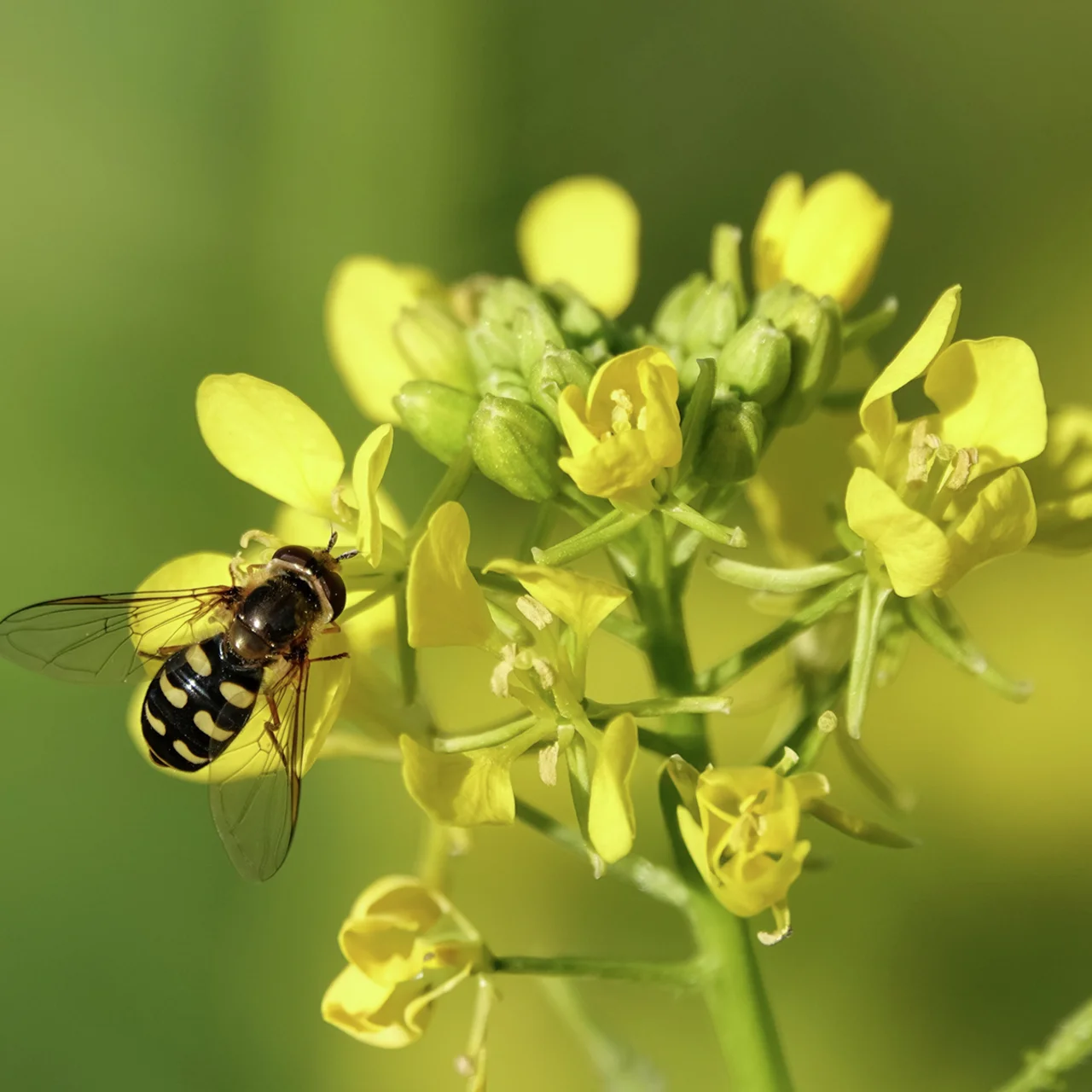 Bodenkur Gelbsenf, 500 g