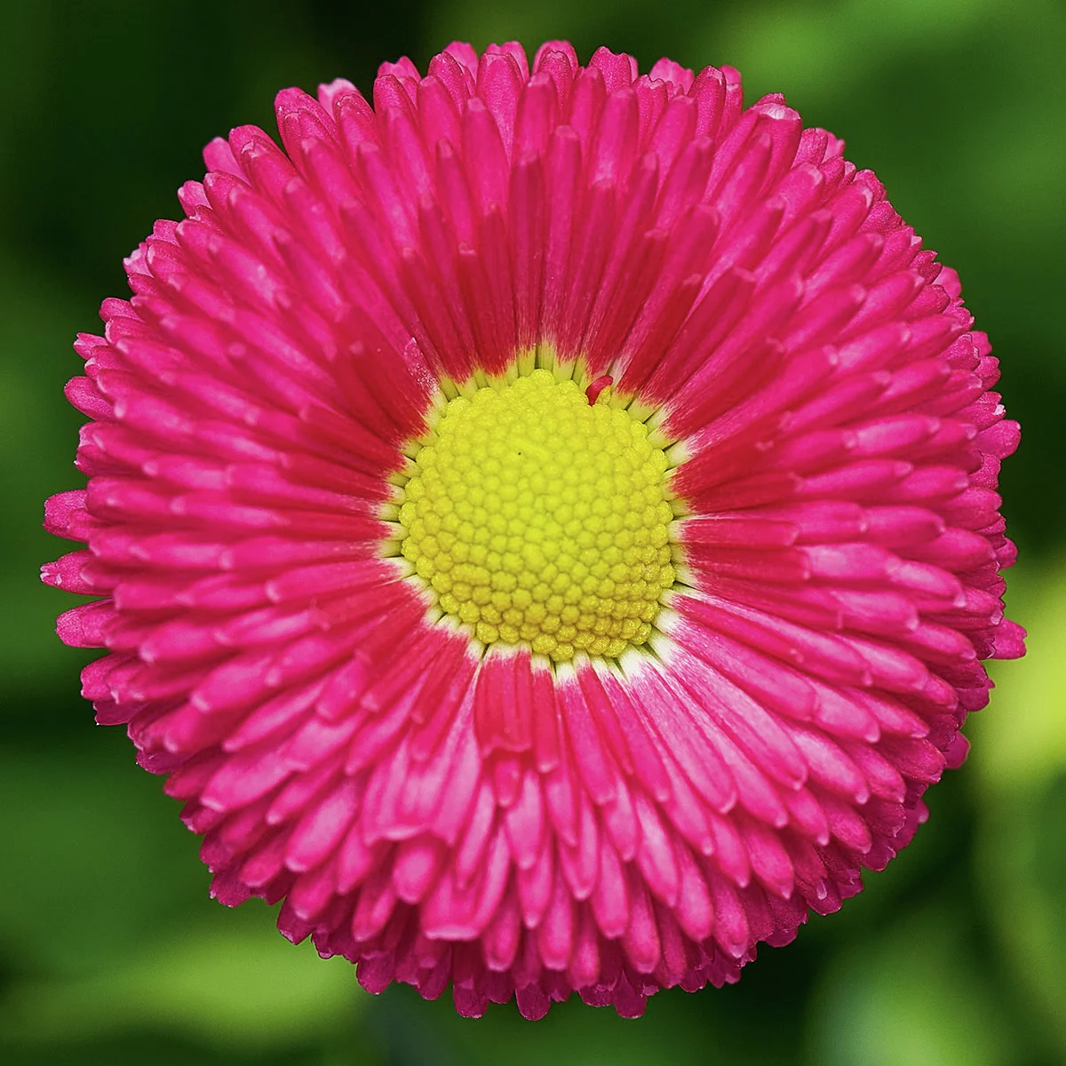 Gänseblümchen Beluga Compact Rose