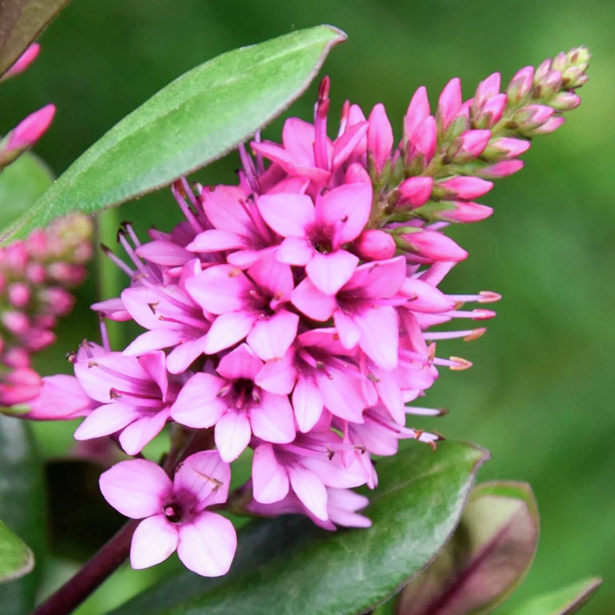 Pinke Strauchveronika