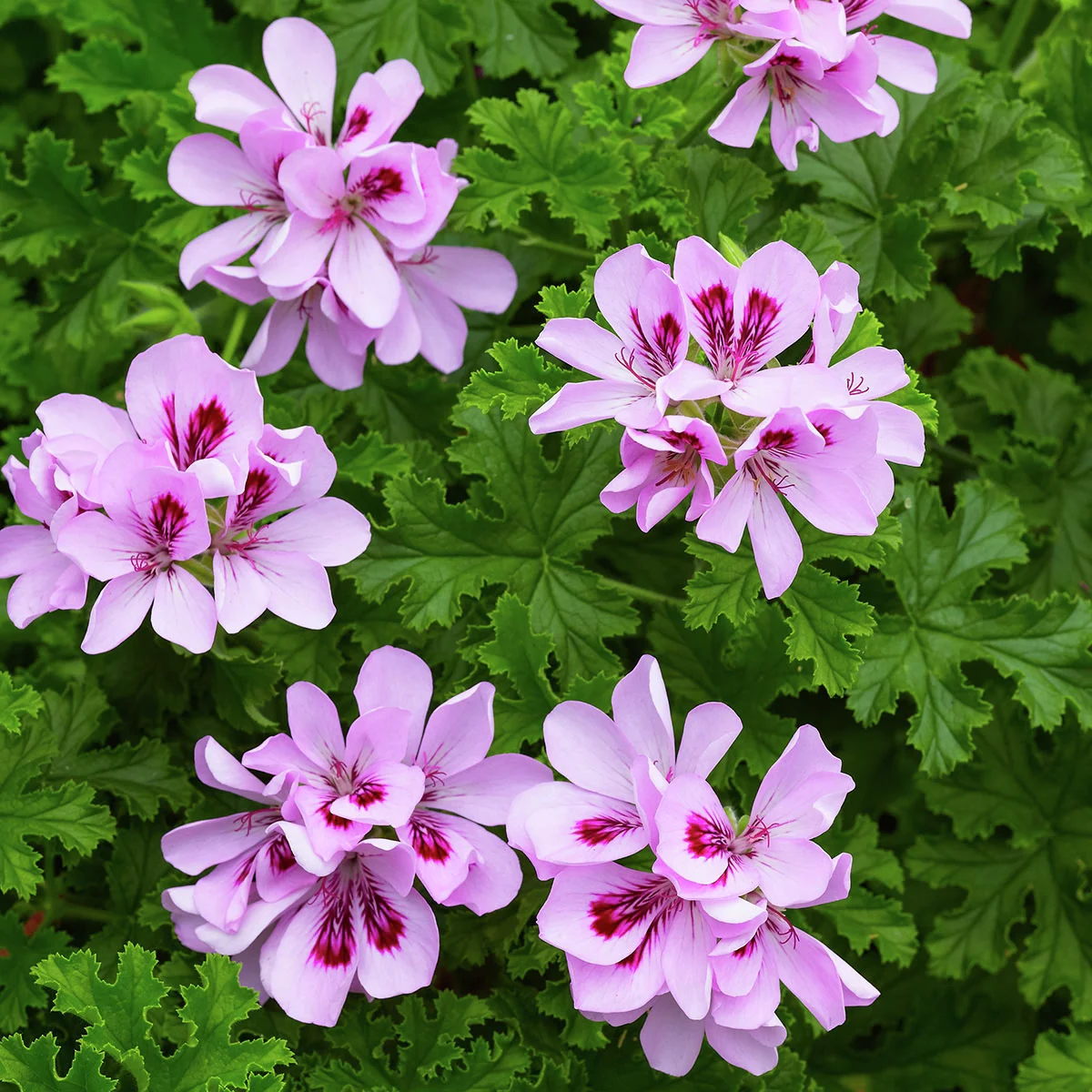 Zitronenduft-Geranie