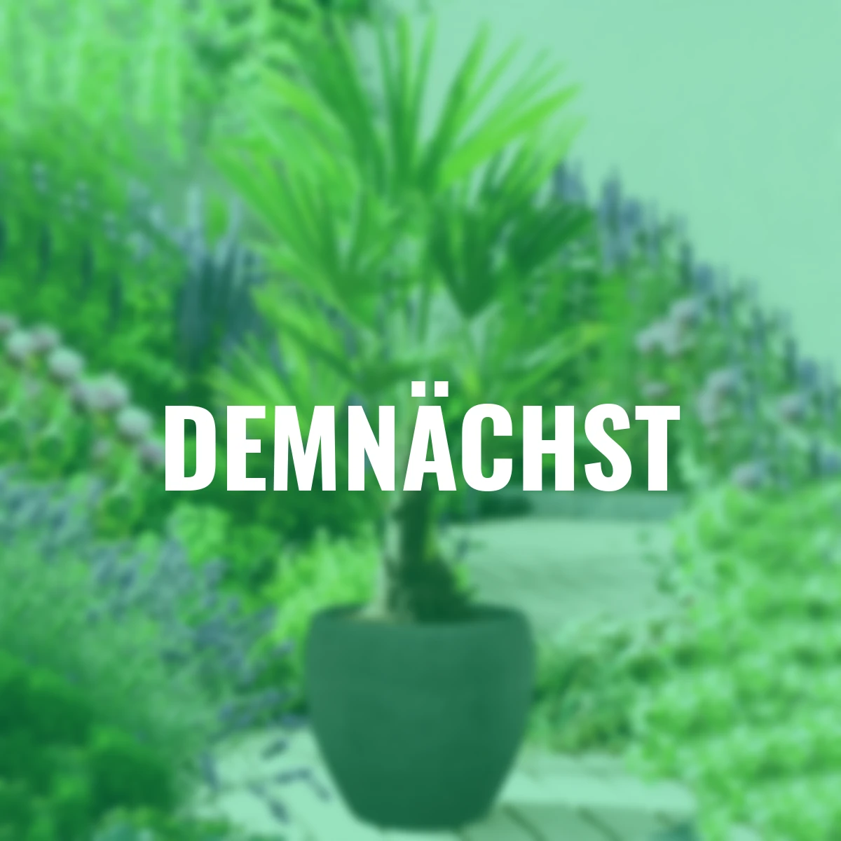 Hanfpalme, im ca. 25 cm-Topf