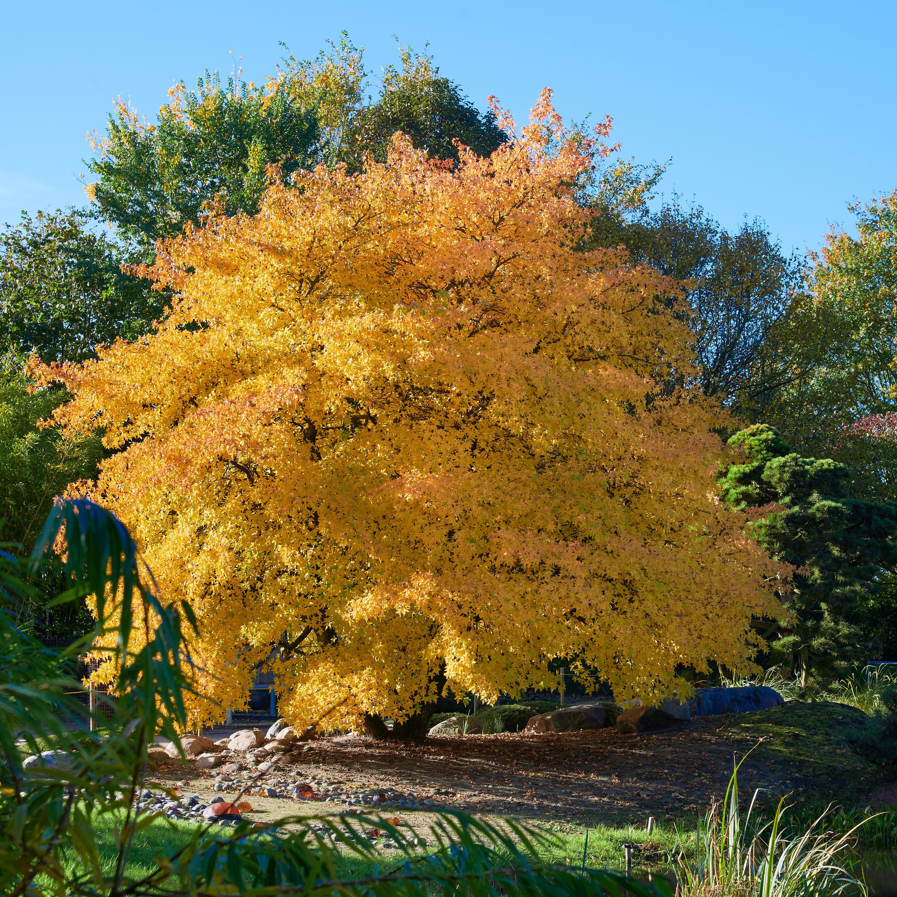 Amerikanischer Amberbaum (Seesternbaum)