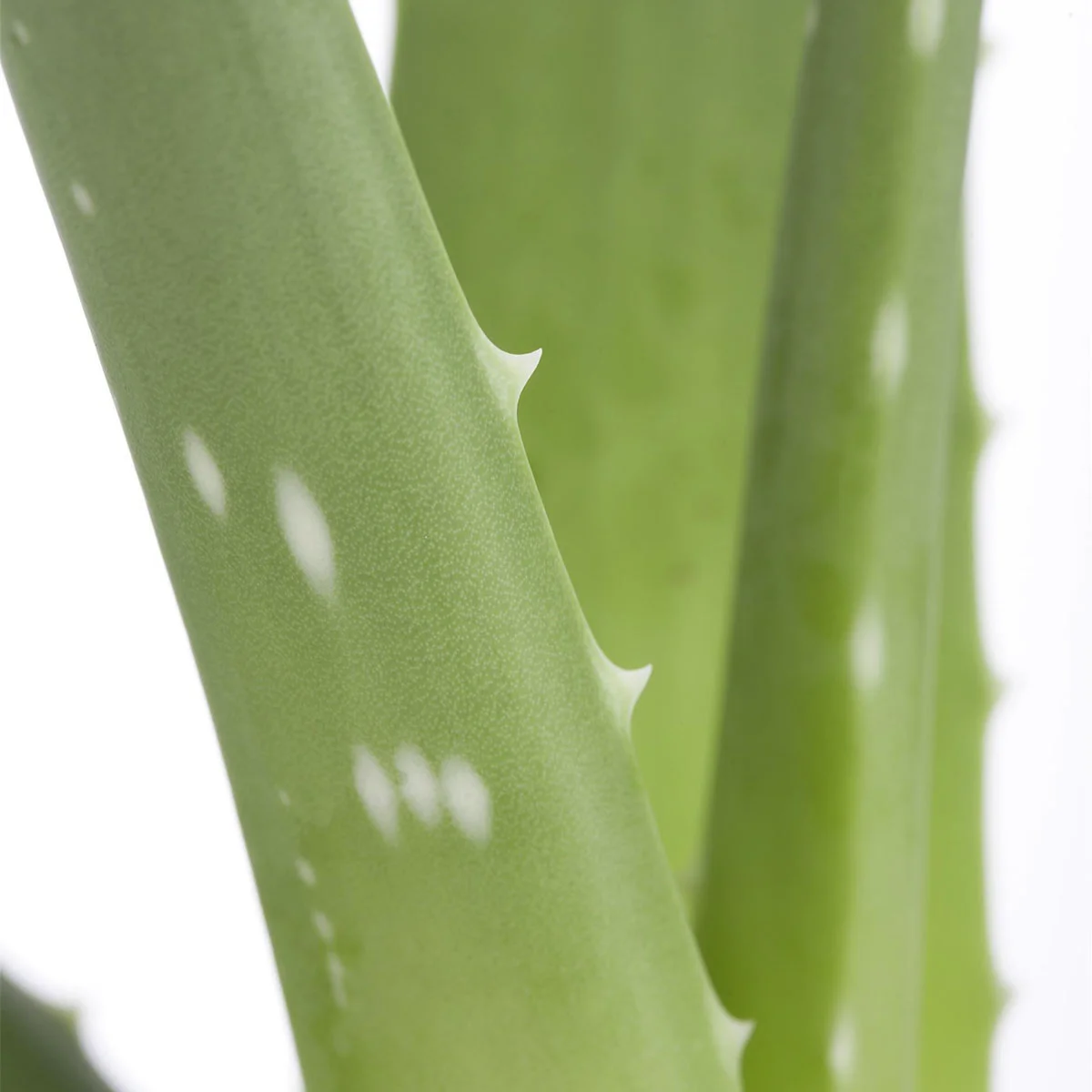 Aloe Vera, Höhe ca. 20-30 cm