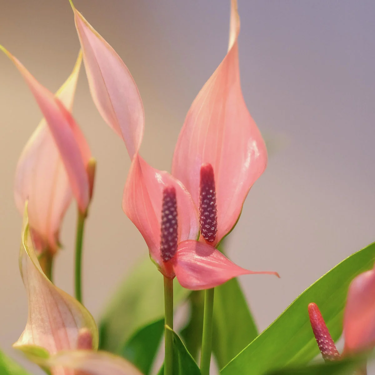 Flamingoblume Lilli, Höhe ca. 30 cm
