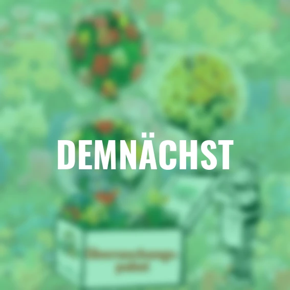 Blumenzwiebel-Überraschungspaket Maxi