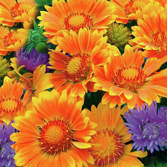 Kokardenblume Oranges and Lemons