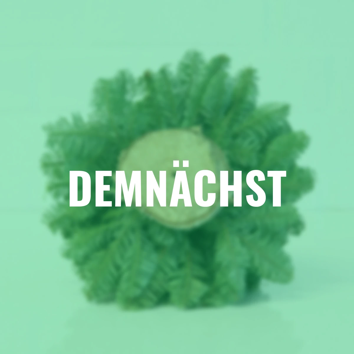 Nobilis-Weihnachtsbäumchen, klein