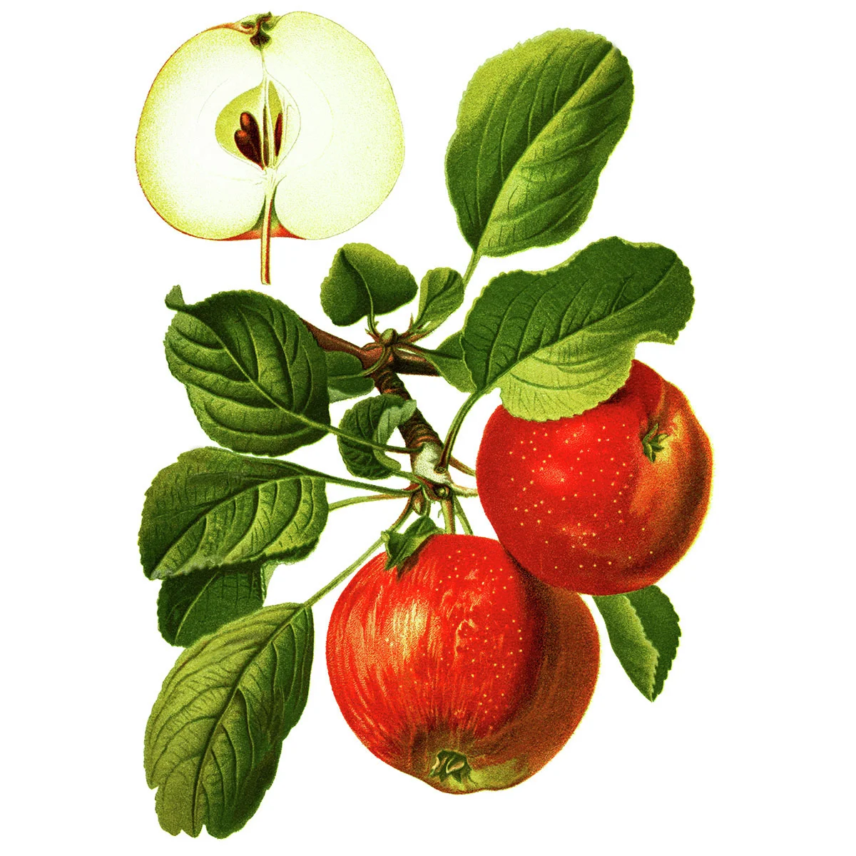 Apfel Roter Boskoop, im ca. 23 cm-Topf