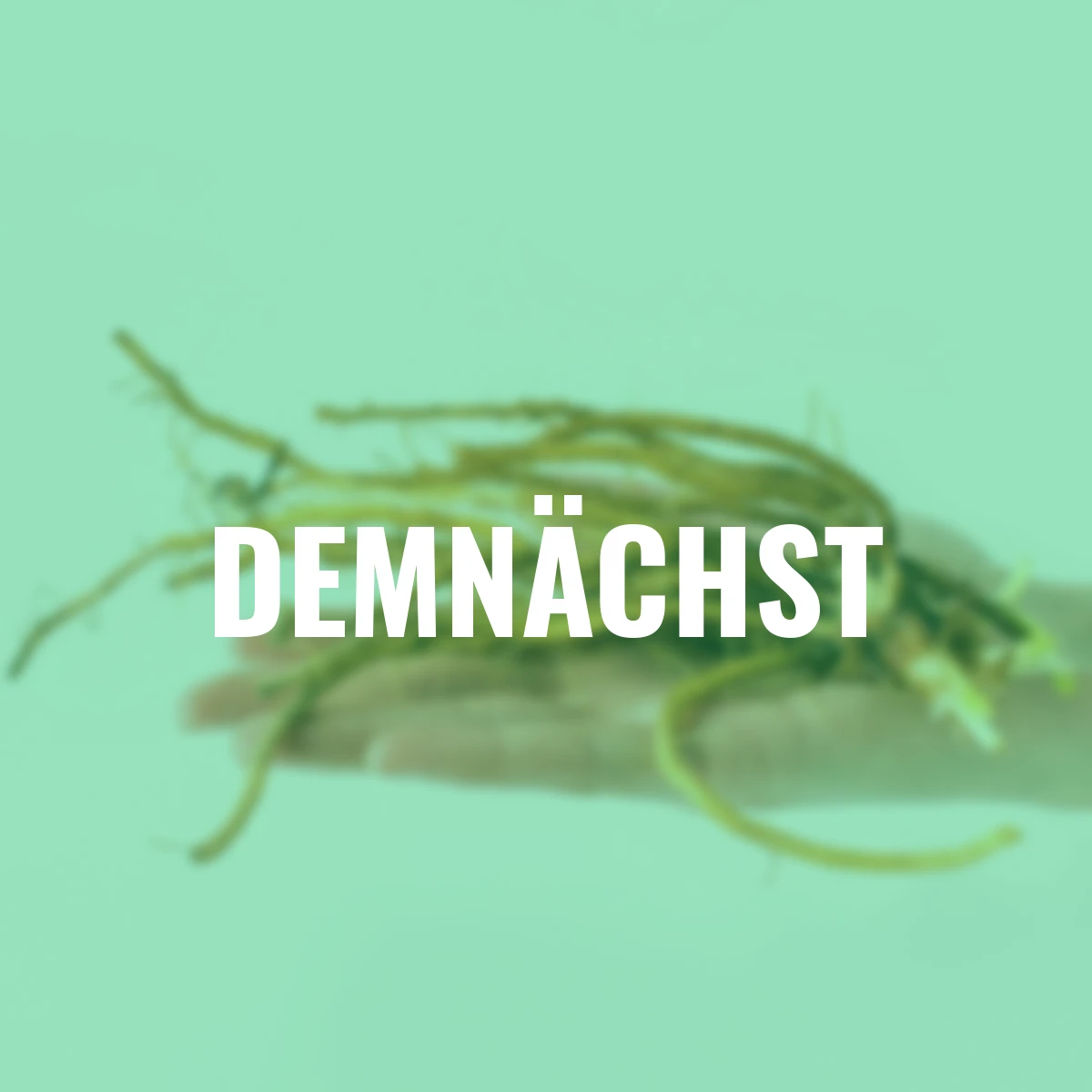 Taglilie Lies & Lipstick