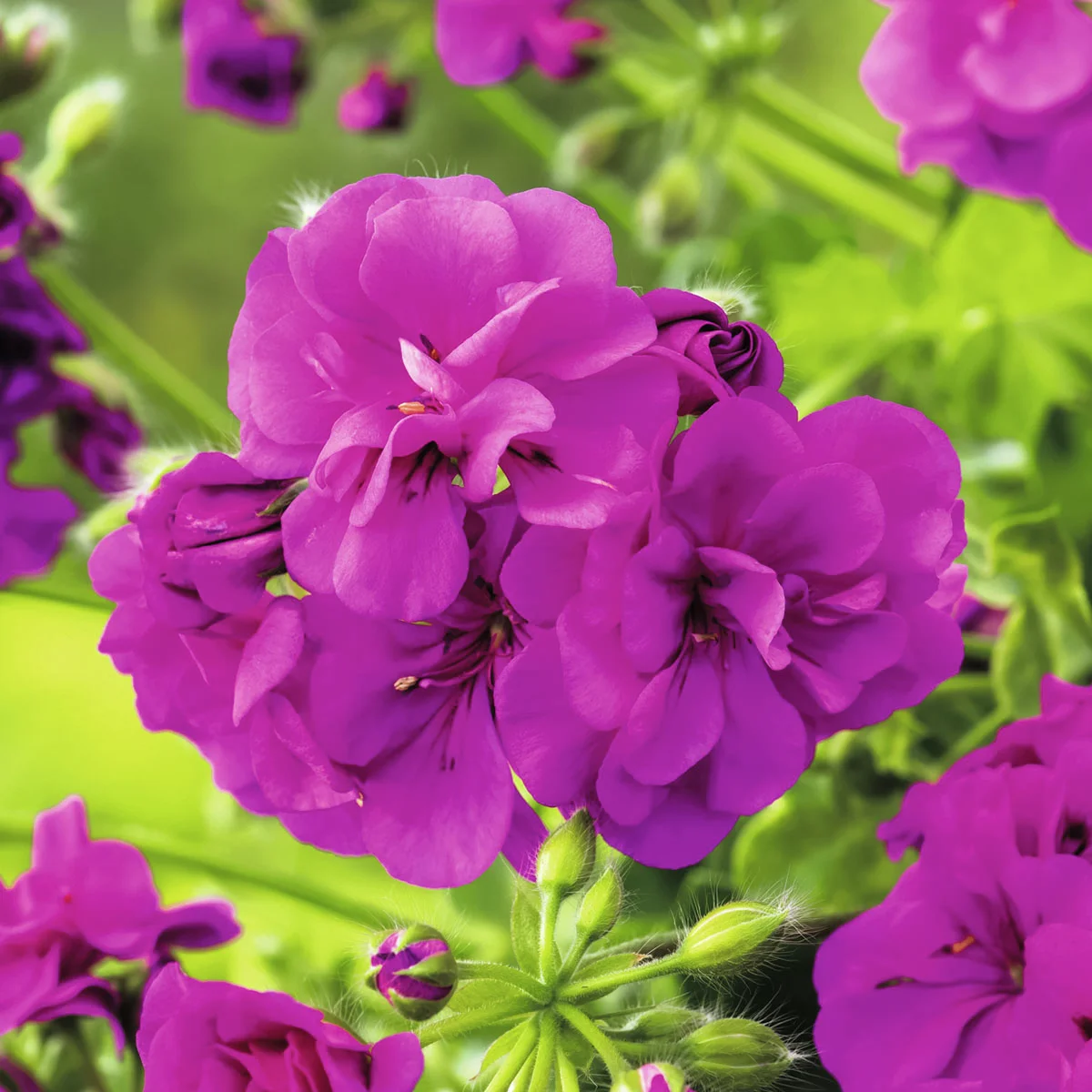 Hänge-Geranie, violett