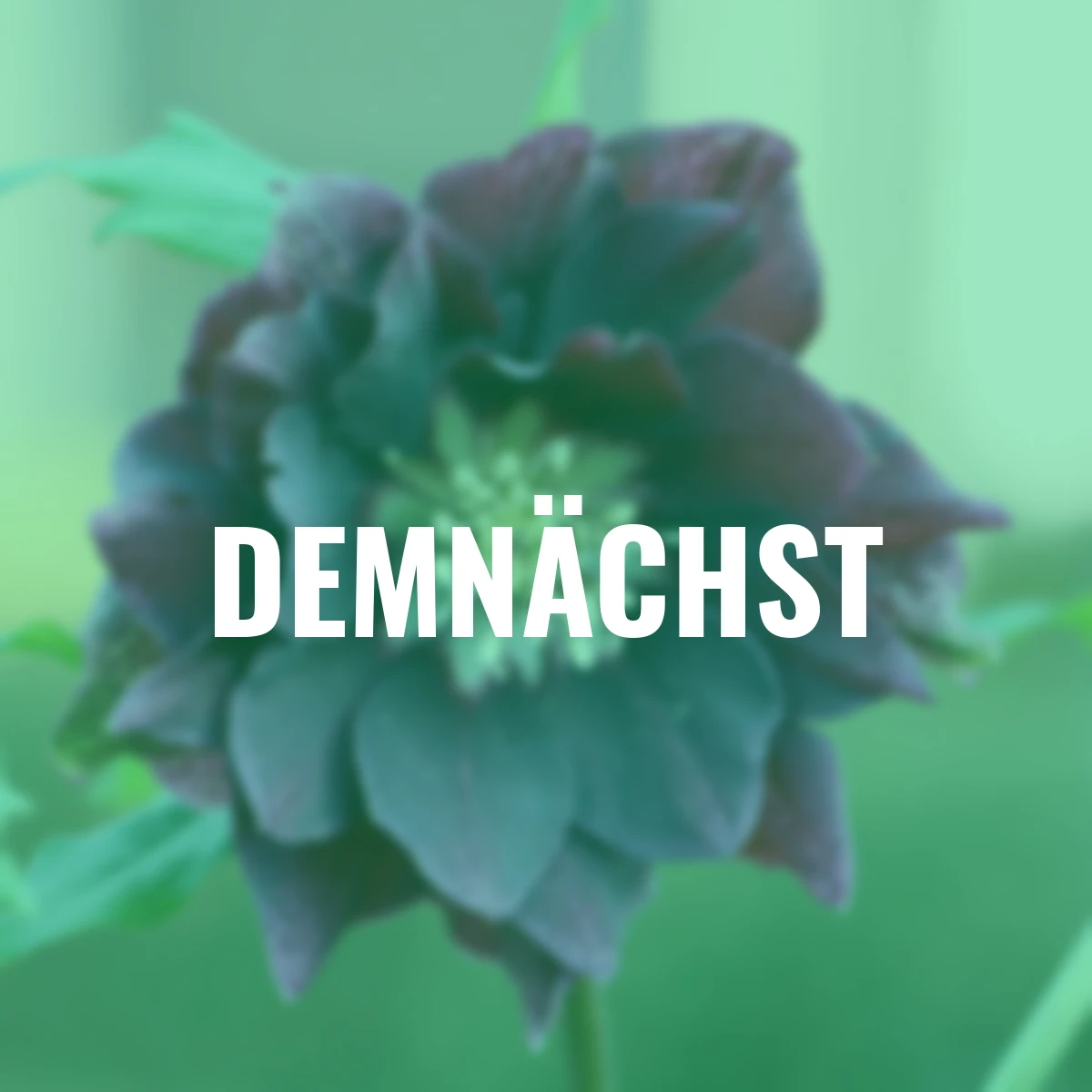 Lenzrose ViV Luisa, Höhe ca. 20-25 cm