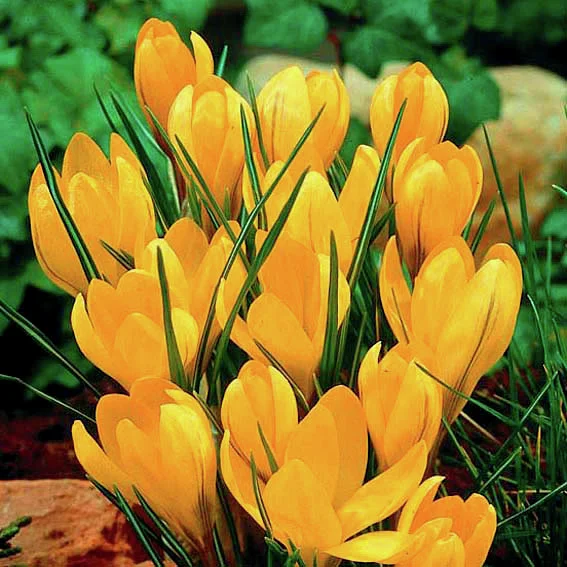 Großer Gelber Frühlingskrokus