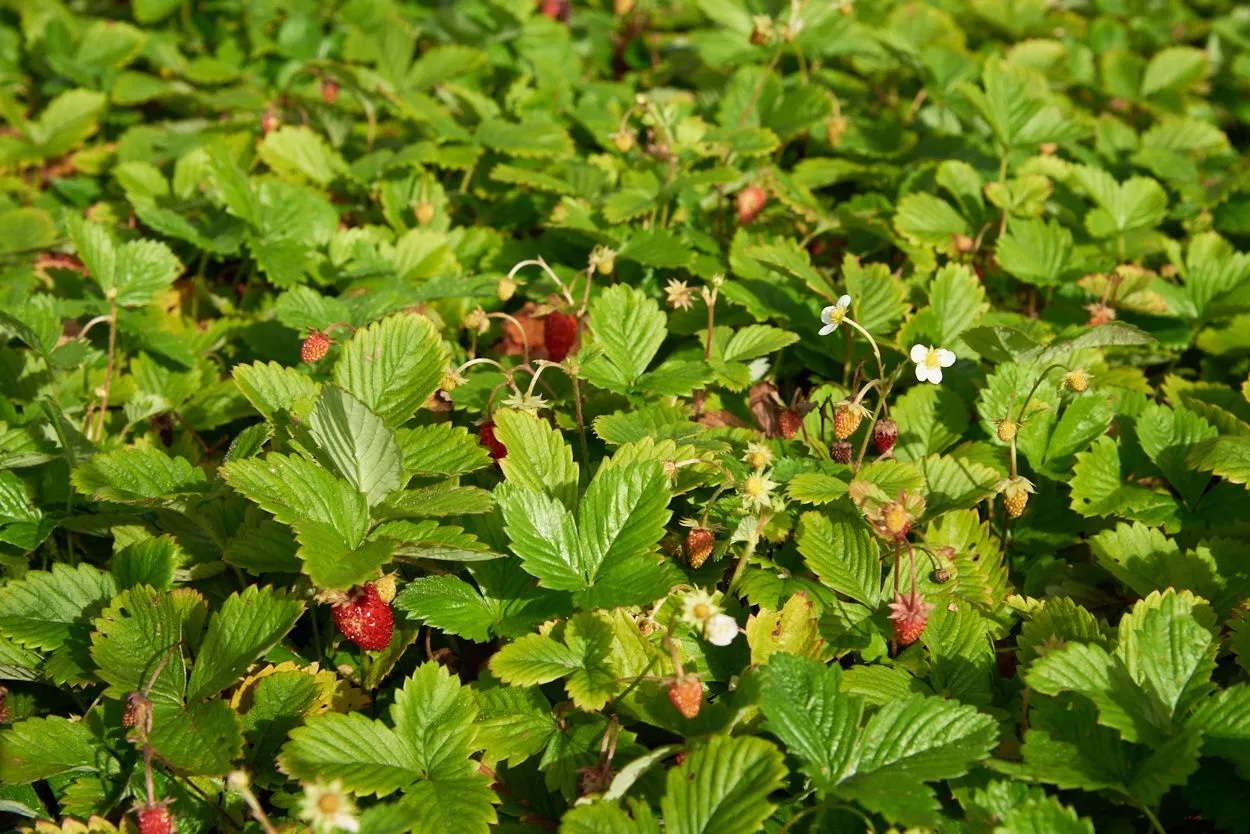 Walderdbeere