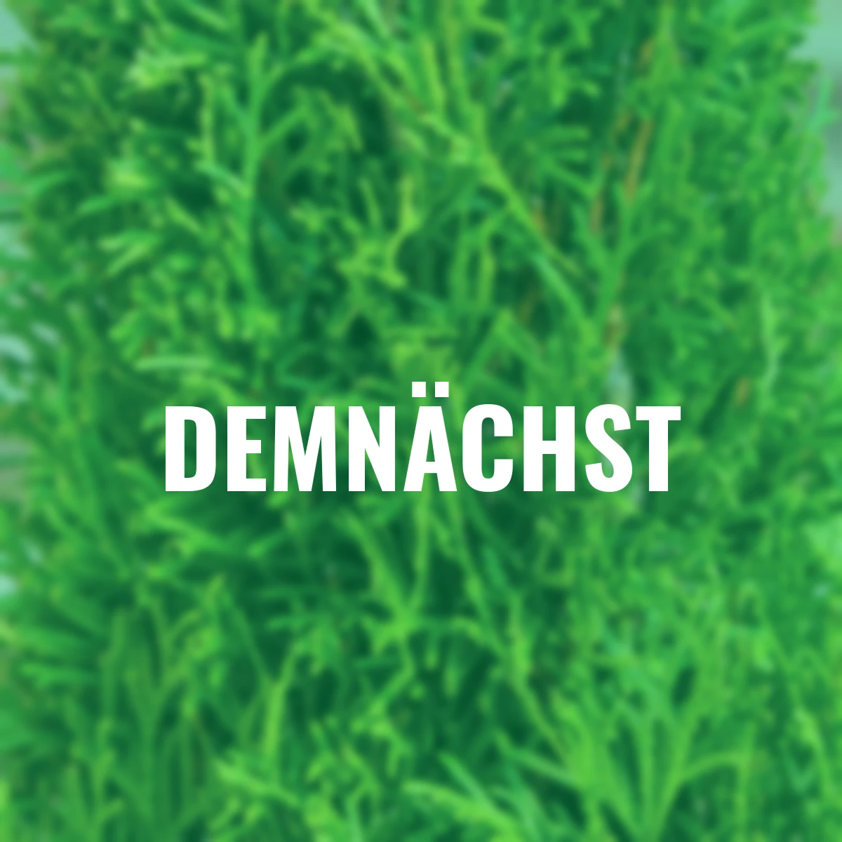 Lebensbaum Smaragd Torwächter