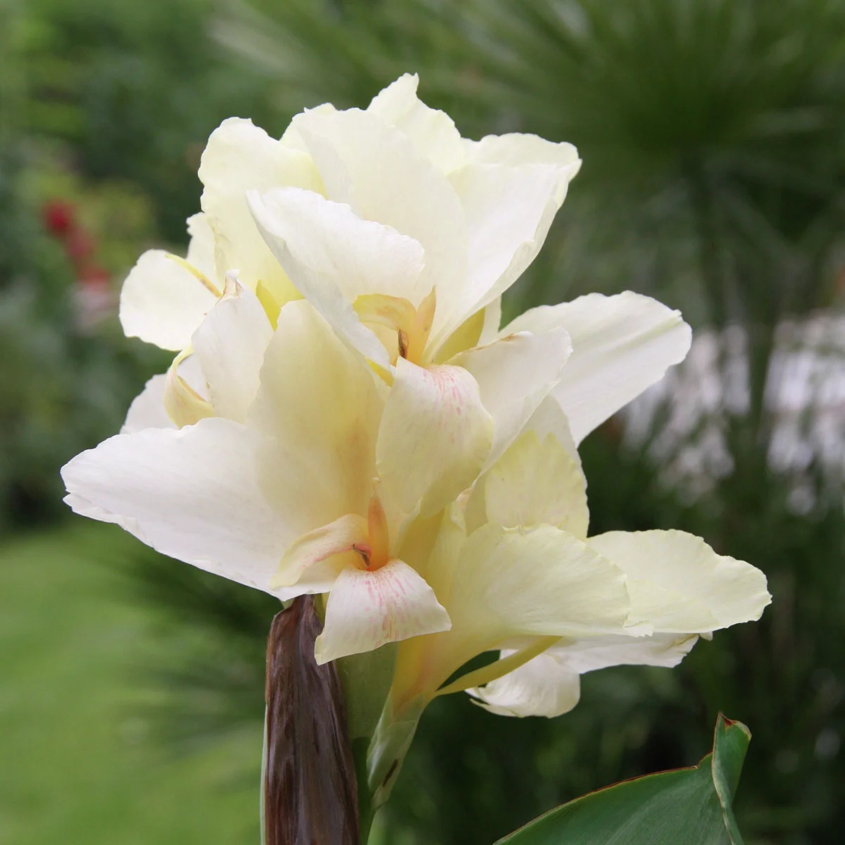 Canna Niagara (Indisches Blumenrohr)